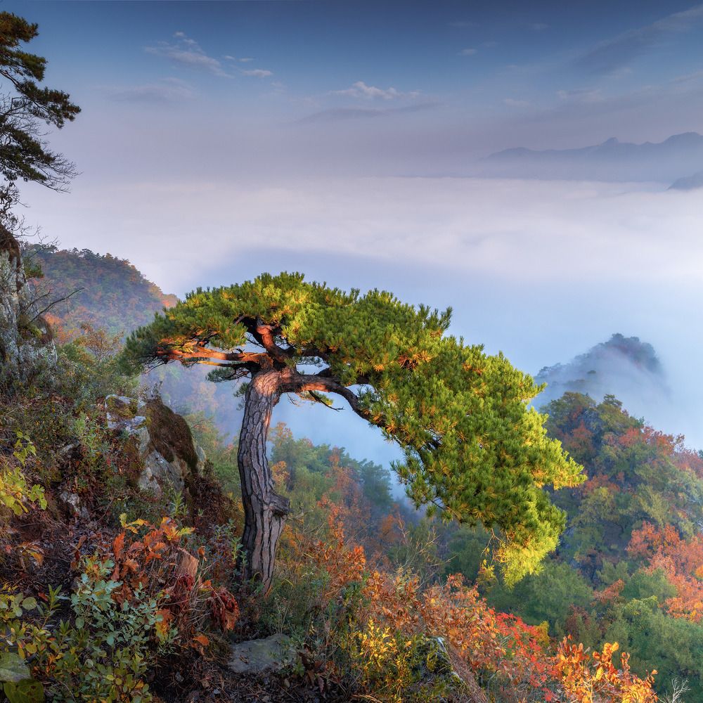 Lonely pine tree on top of Jebibong mountain