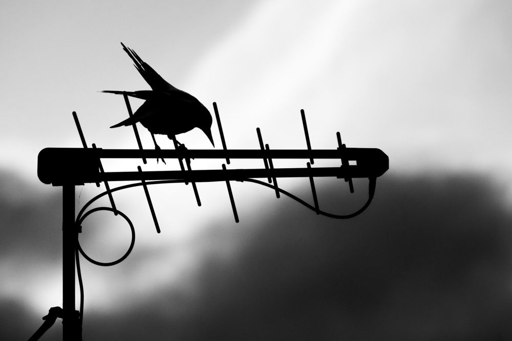 Фотография автора Csépe Róbert