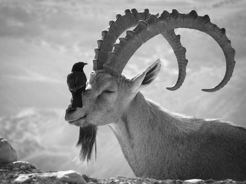 Ibex & starling