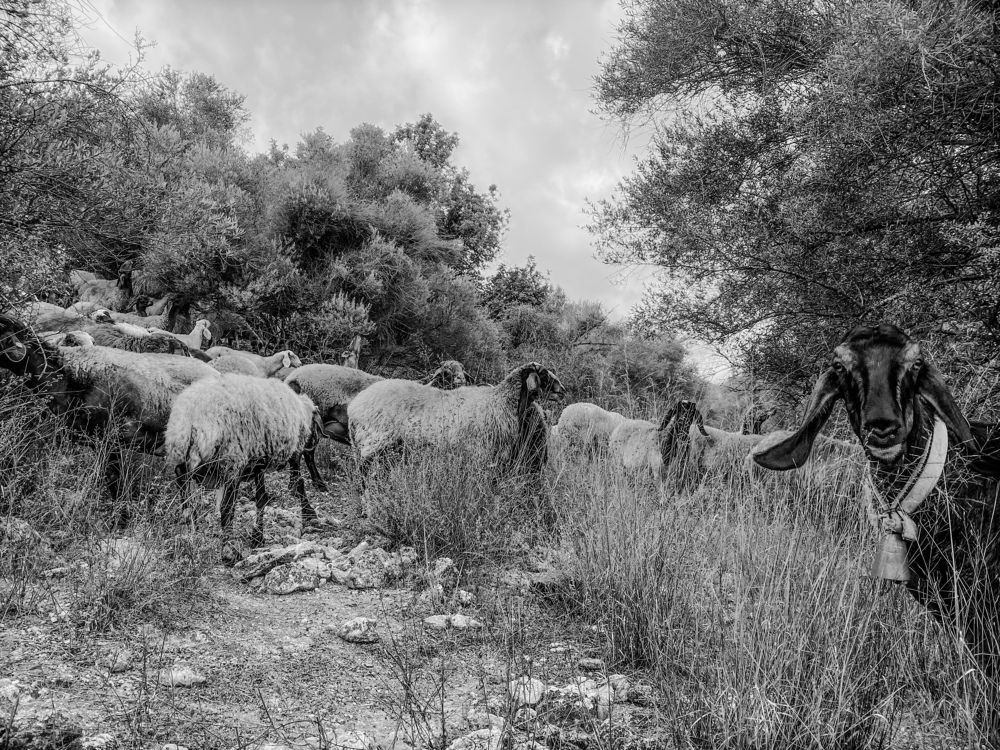 Photograph by Inbar Schnitzer