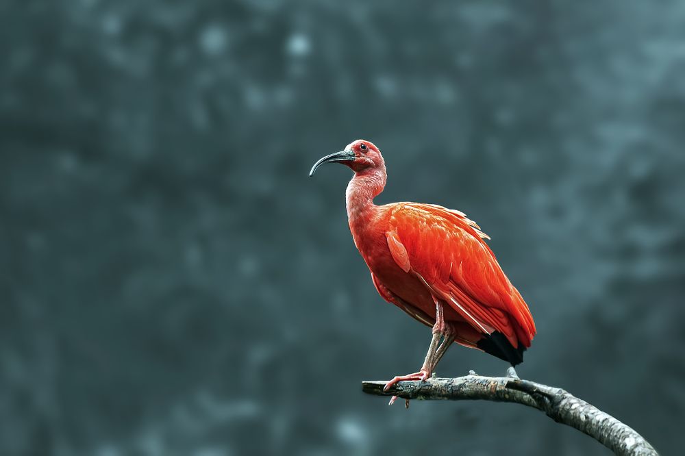 Фотография автора NeCoTi ChonTin