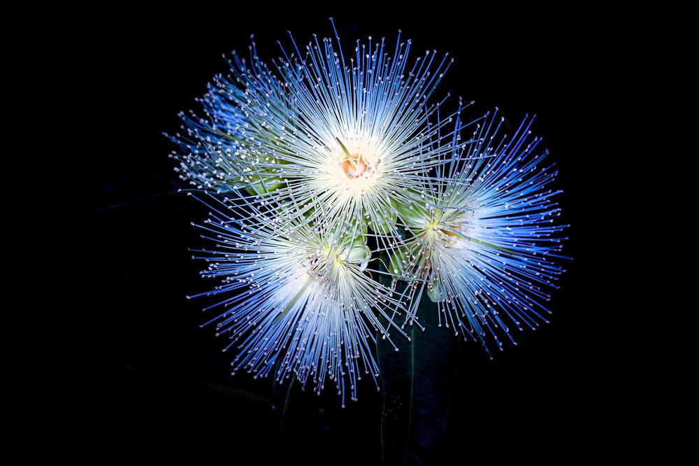 Фотография автора NeCoTi ChonTin