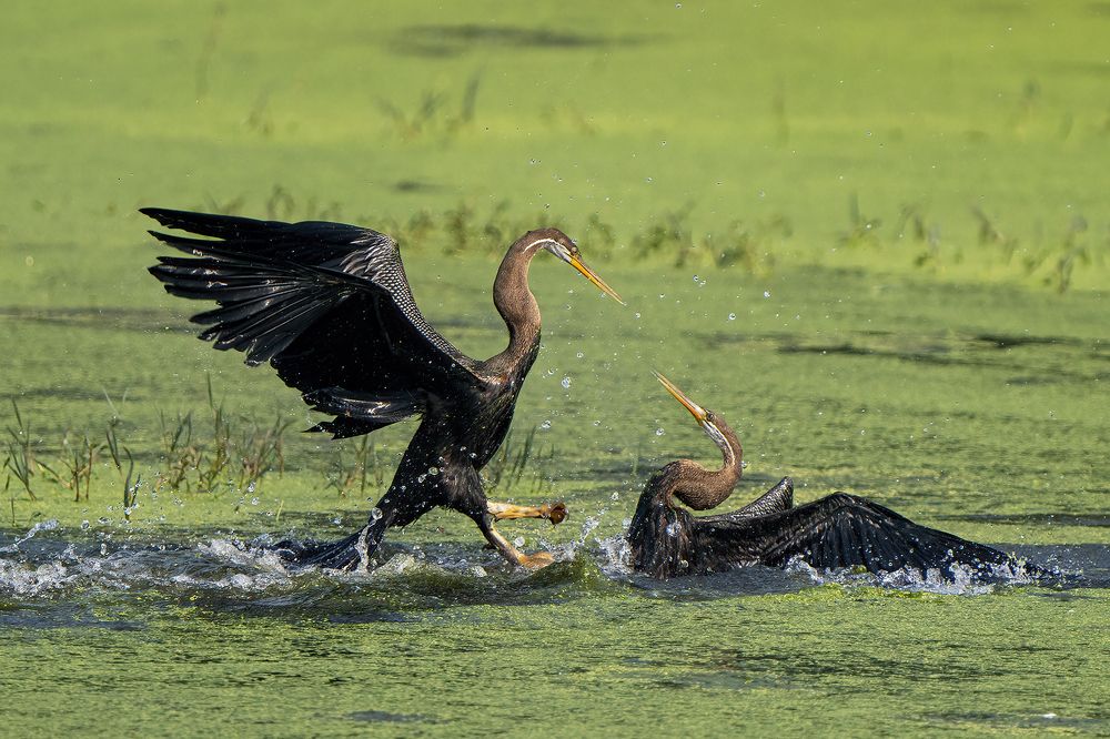 Photograph by Gurvinder Chhabra