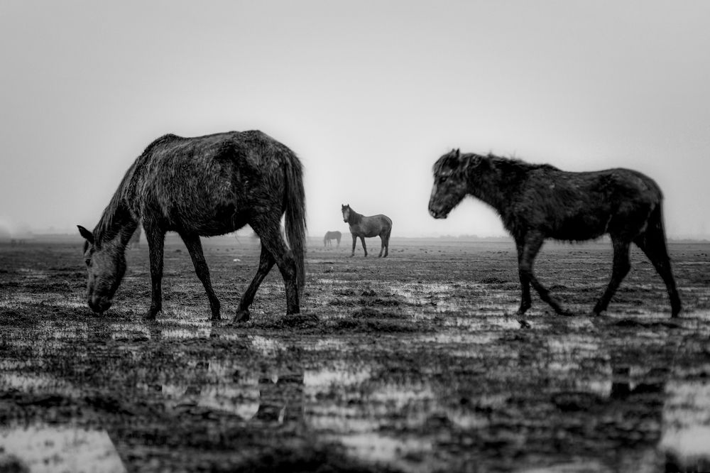 Photograph by soltanii setareh