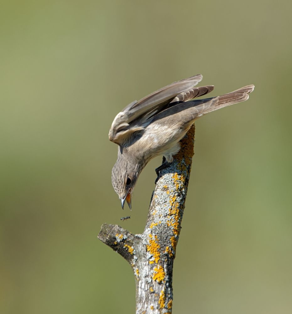 Про быстроту реакции и тщетную надежду проскочить