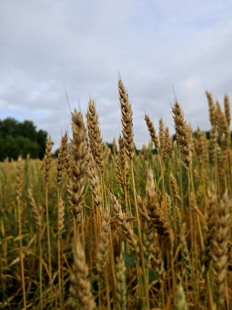 Photograph by Ольга Ченцова