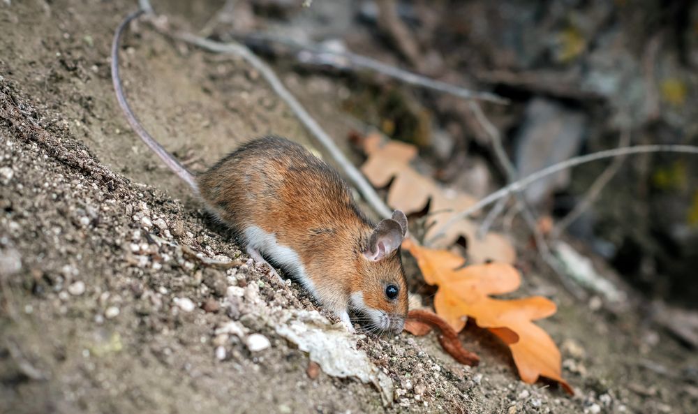 Мышка-норушка