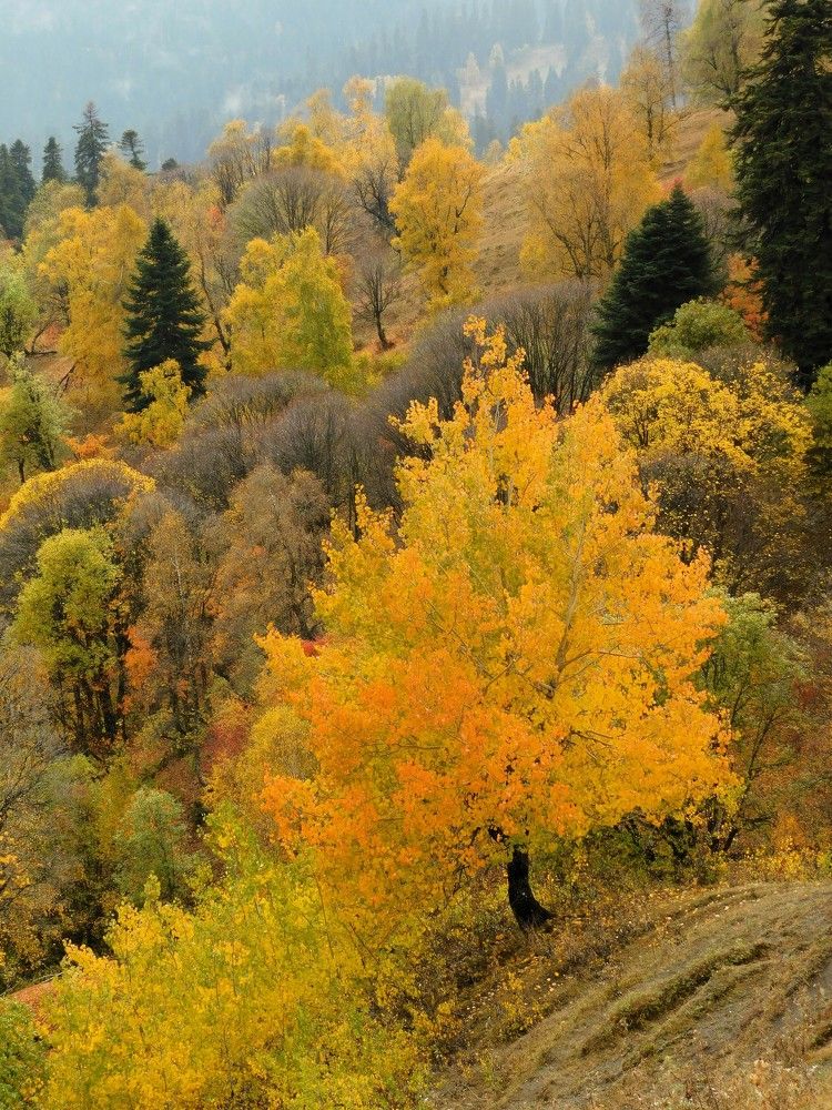 Photograph by Чкареули Светлана