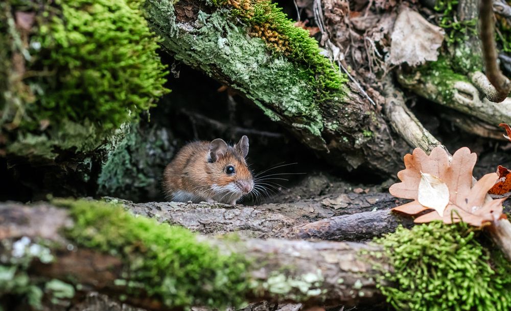 Малышка-норушка