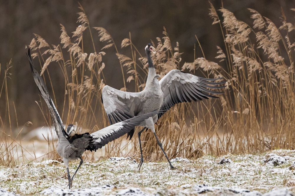 Photograph by Radosław Makowczyński
