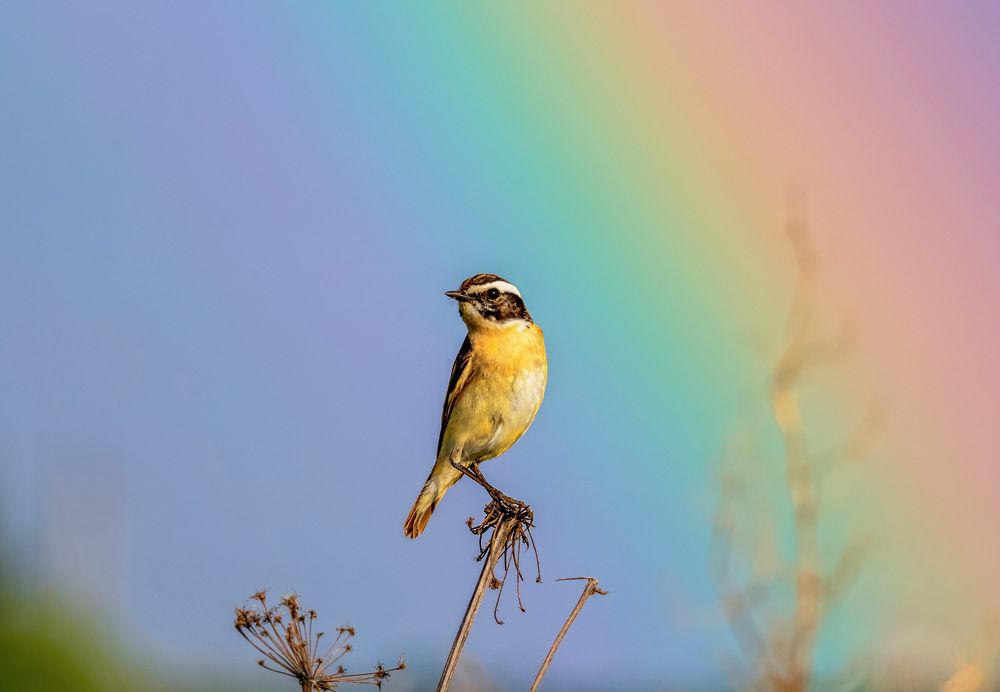 Радужное настроение