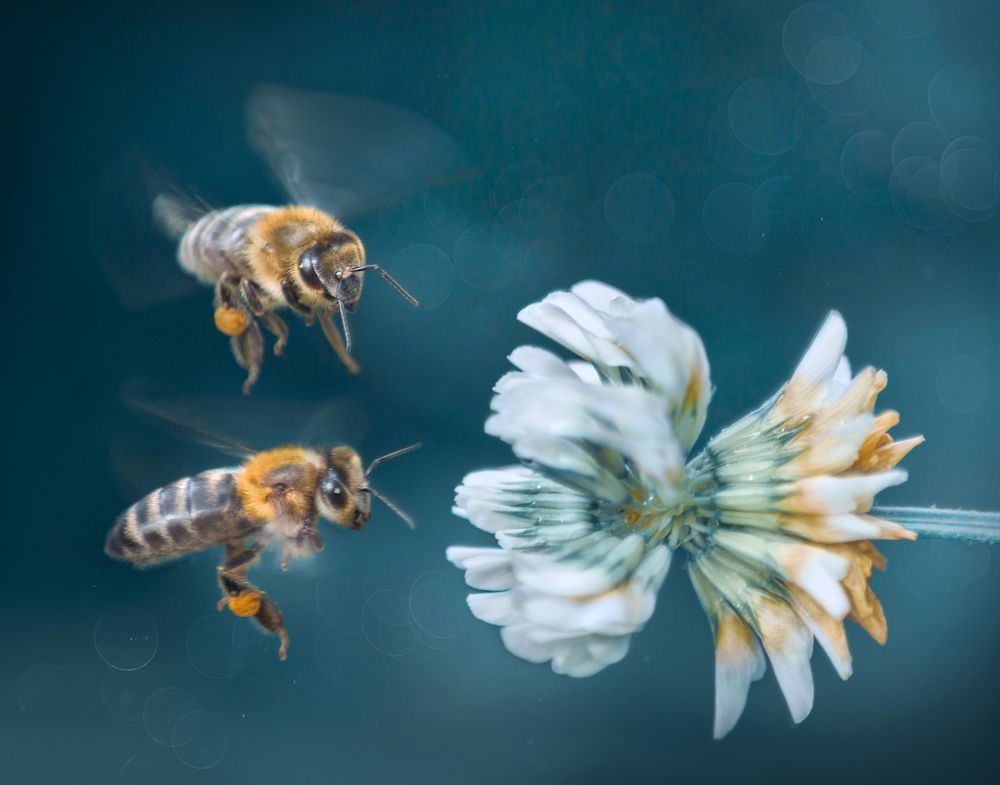 Неутомимые