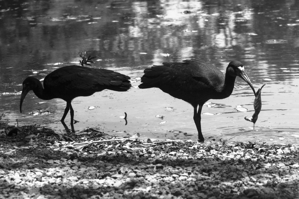 Photograph by roselino de oliveira rocha