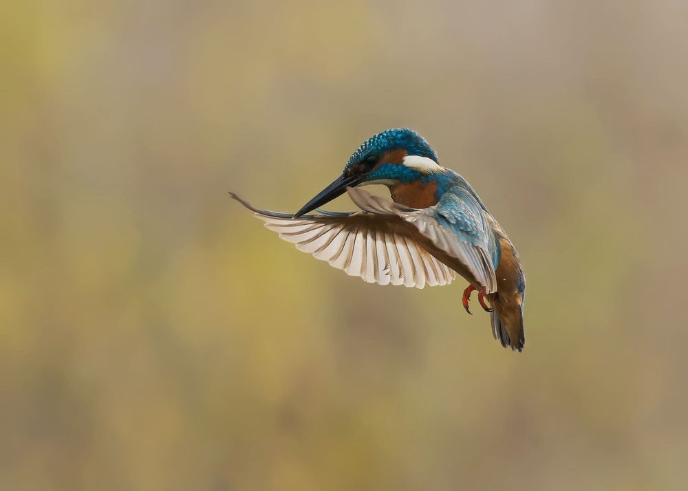 praying kingfisher