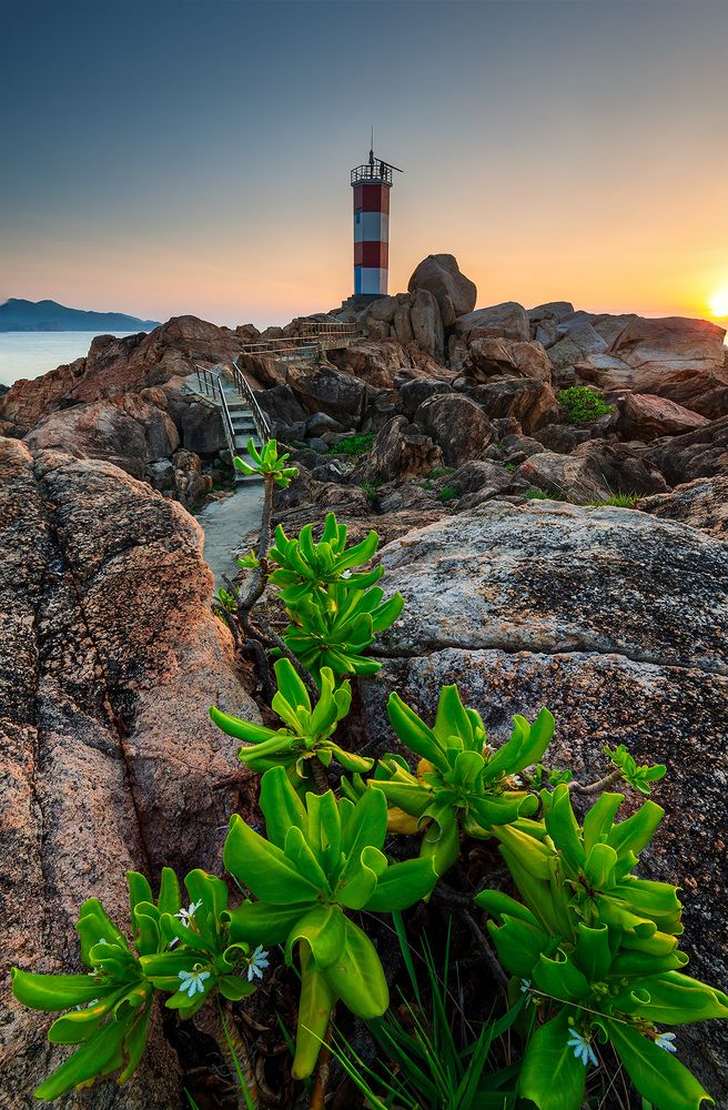 Sức sống ở Hải đăng Gành Đèn, Việt Nam