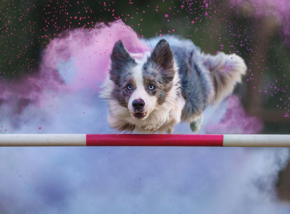 Photograph by 宠物摄影师狗哥