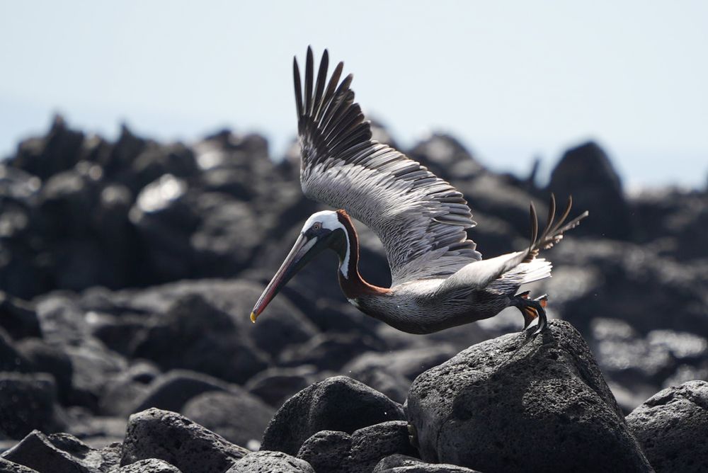 Фотография автора Jian Ma
