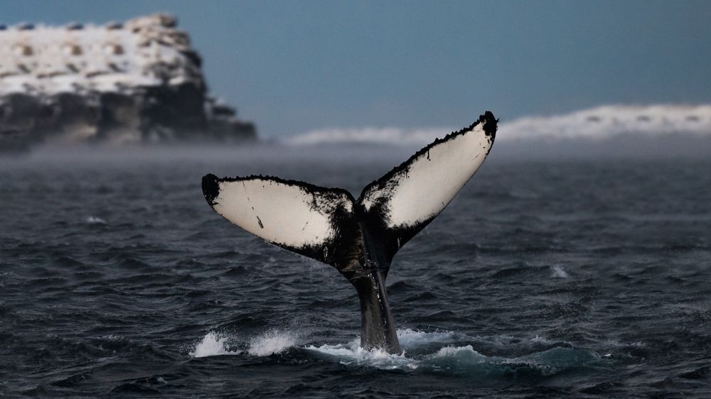 Photograph by Марлен Маан