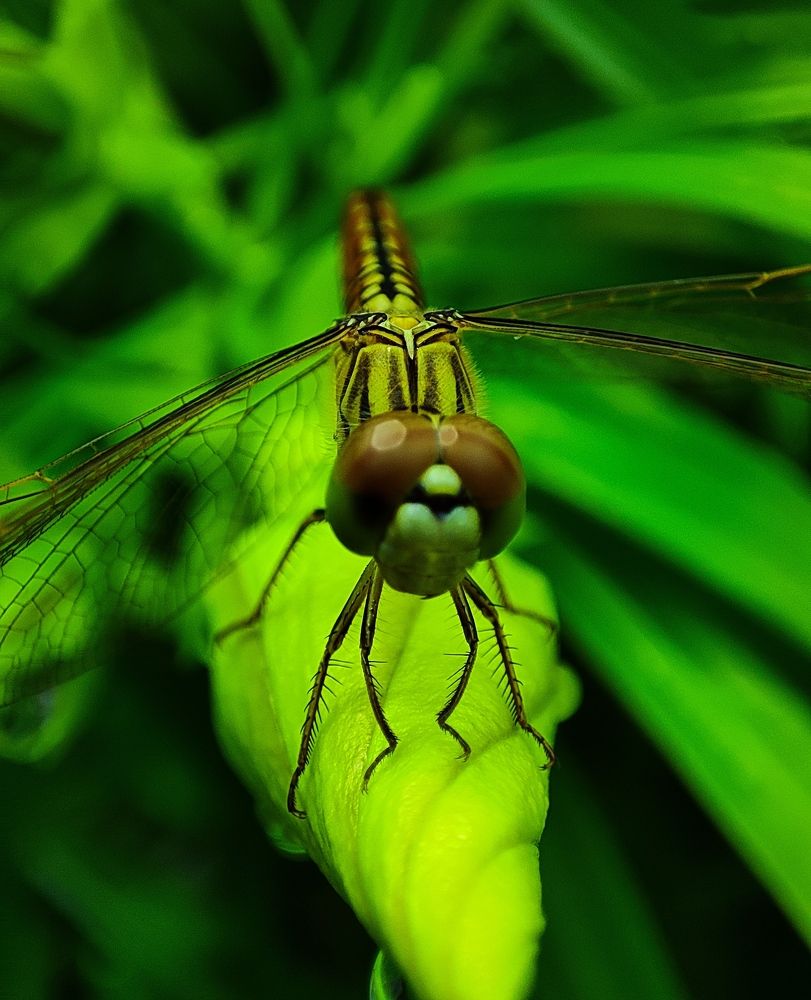 Фотография автора Debdutt Saha