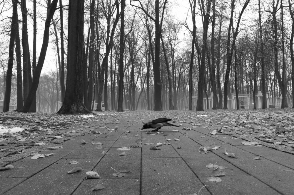 А может быть ворона?