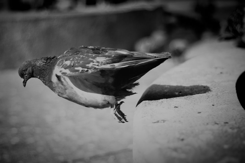 Photograph by Вячеслав Савицкий