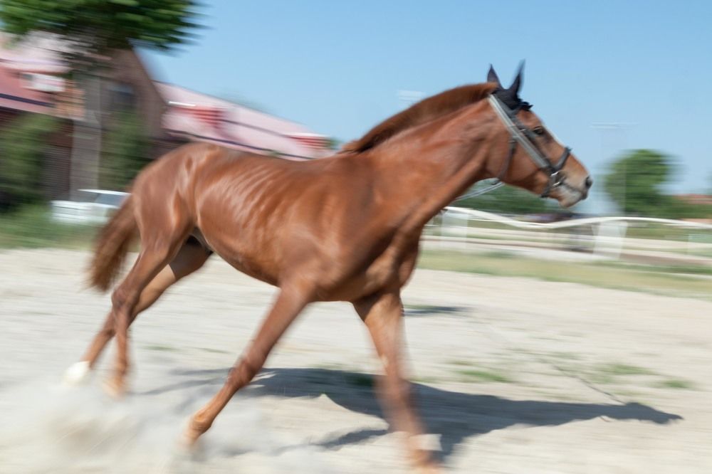 Фотография автора Van Gross