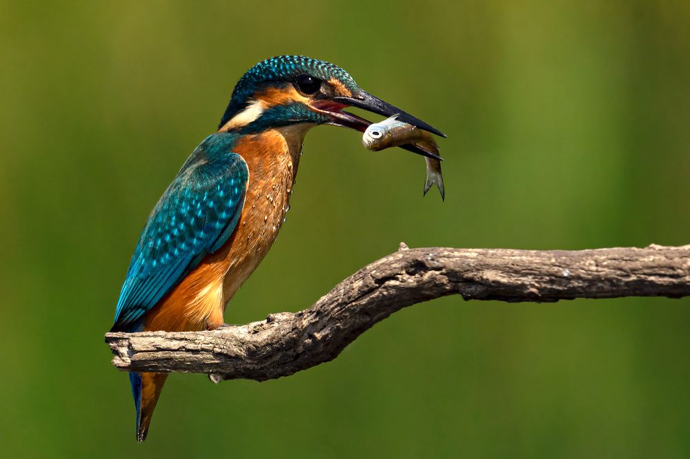 Photograph by Faller Tamás