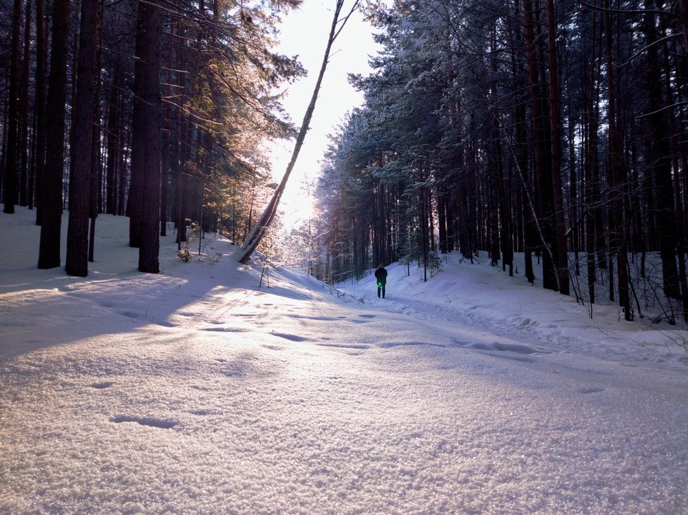 Fairy tale in the winter forest