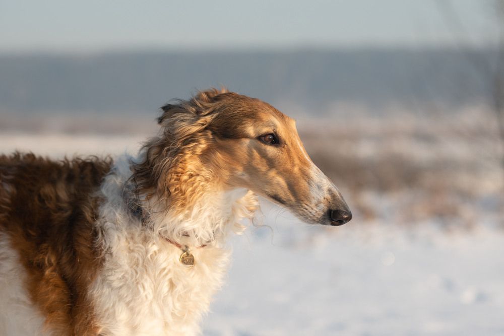 Фотография автора Екатерина Полякова