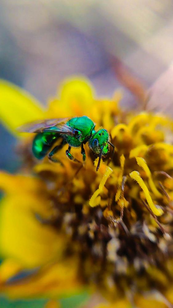 Una simbiosis vibrante de colores y vida