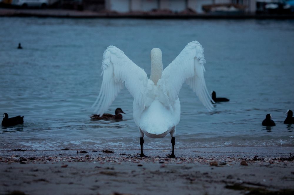 Photograph by Мария Мостипака