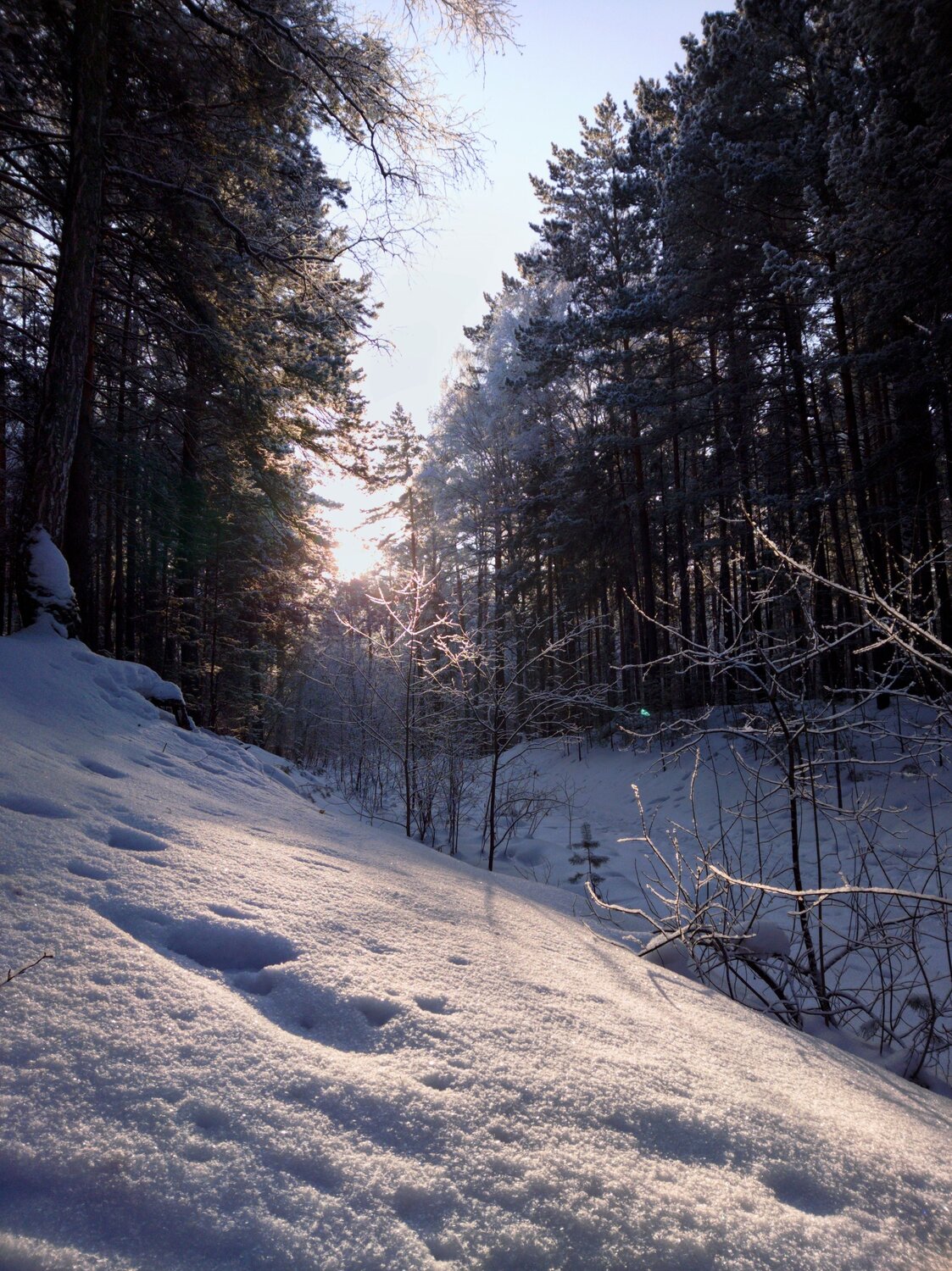 Fairy tale in the winter Siberian forest