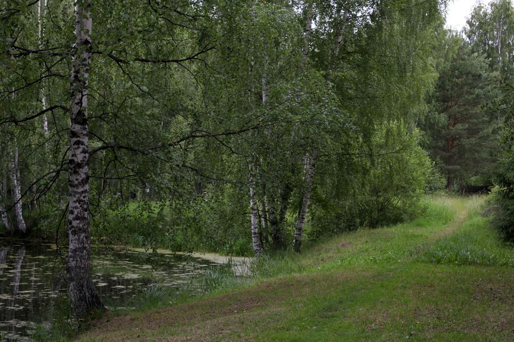 Лето зеленое