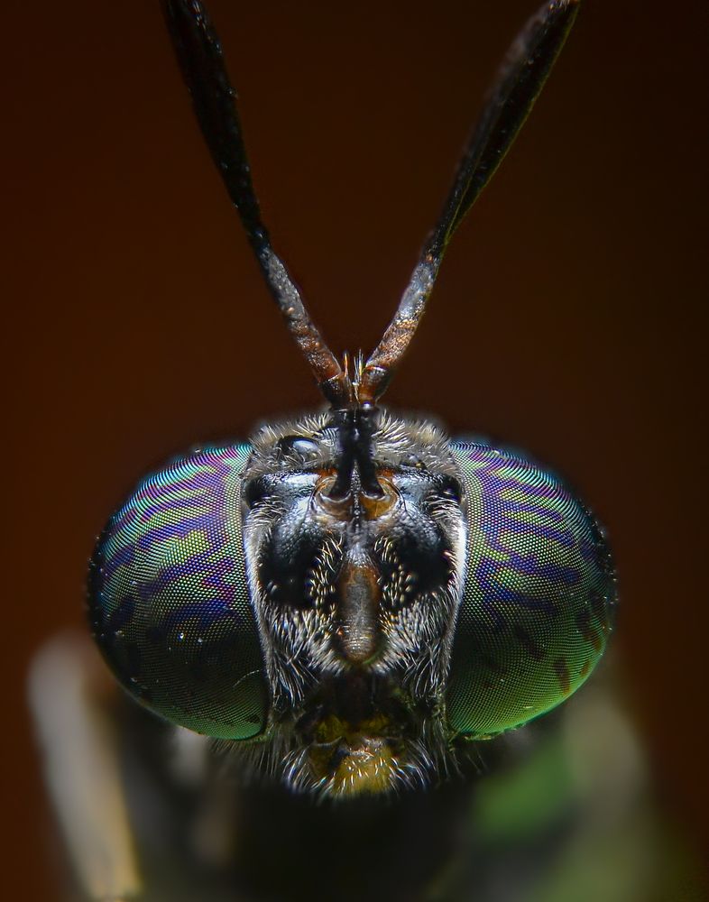 Photograph by Kasun Wickramasinghe