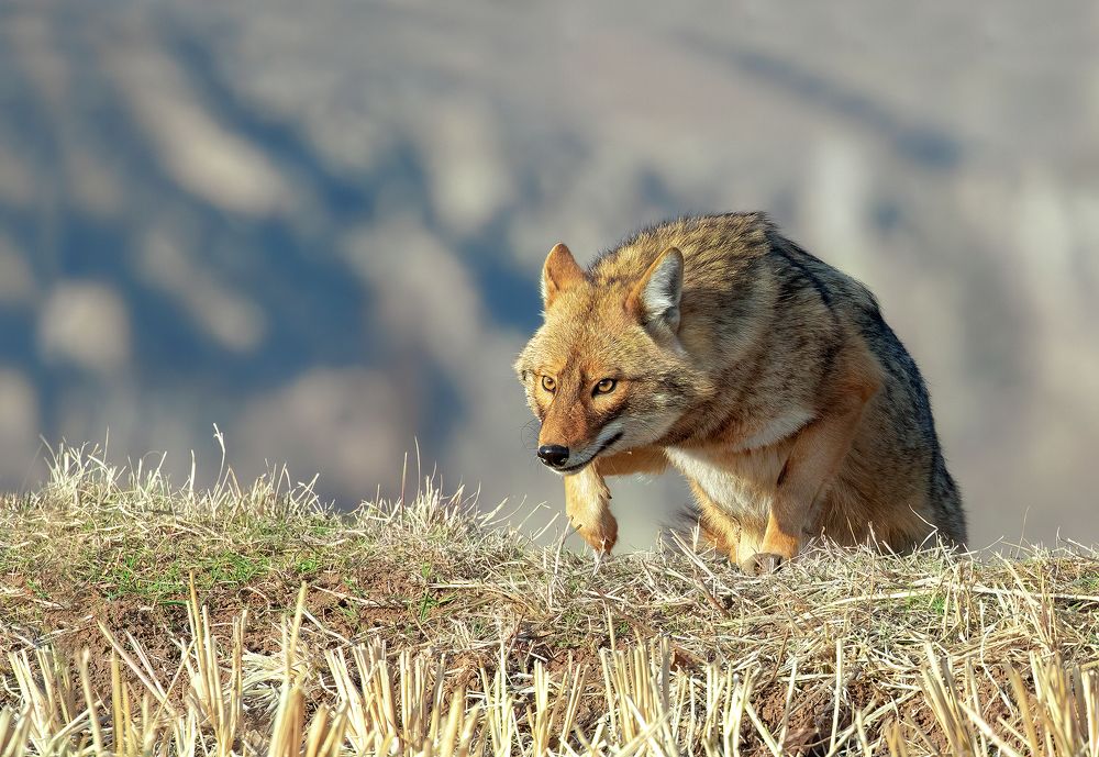 golden jackal