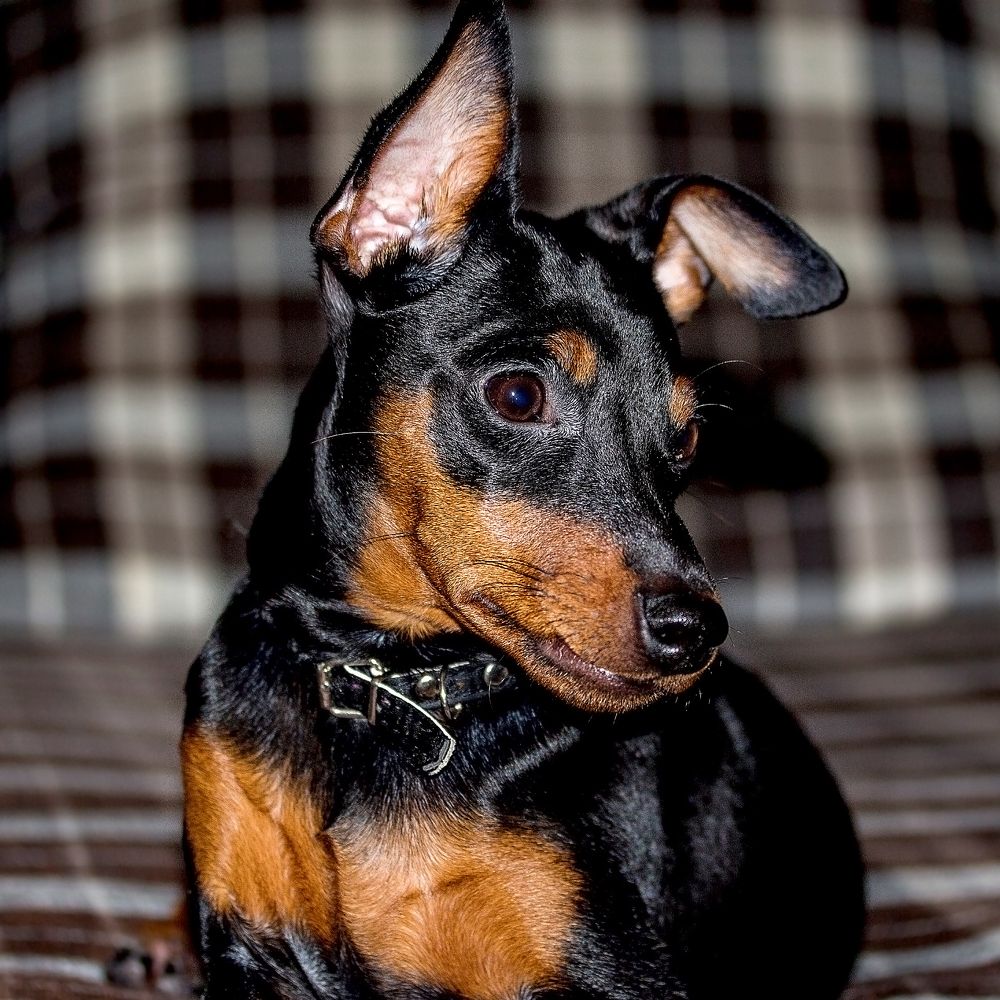 Фотография автора Андрей Карамышенко