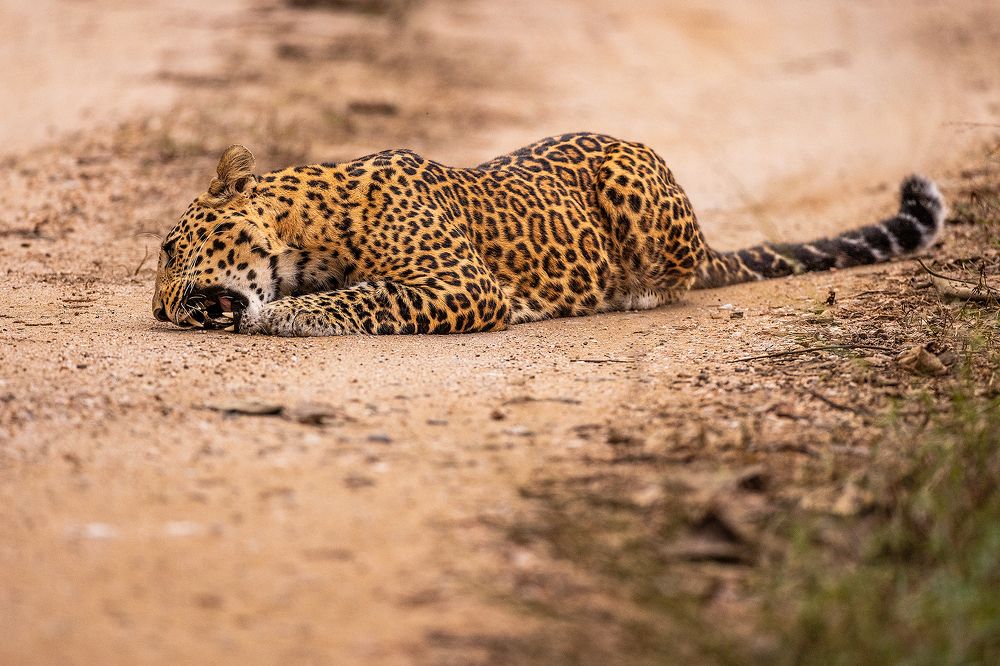 The Vegetarian Leopard