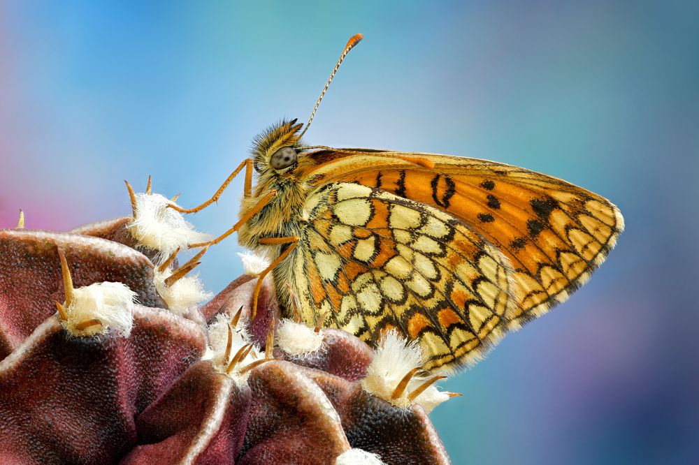 Photograph by Антон Финевич