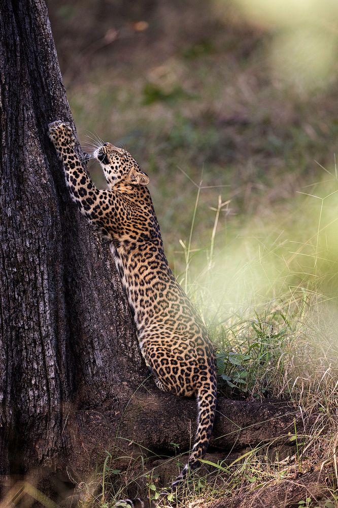 Photograph by Sumon Das