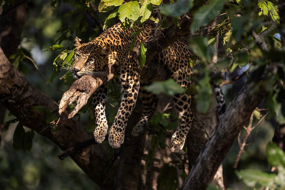 Photograph by Sumon Das