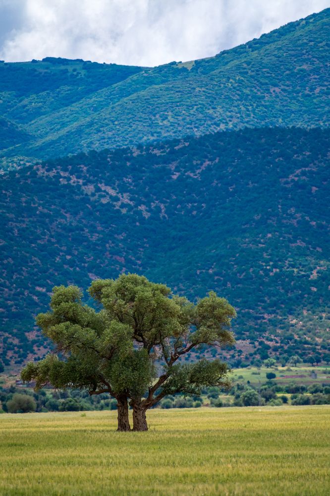 Photograph by Mohamed Haddad