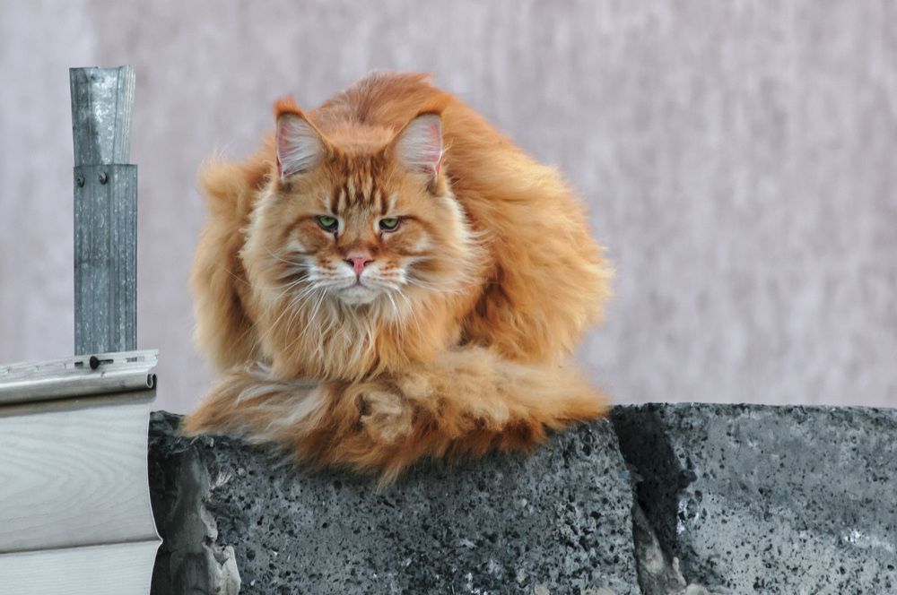 Photograph by Владимир Янчук