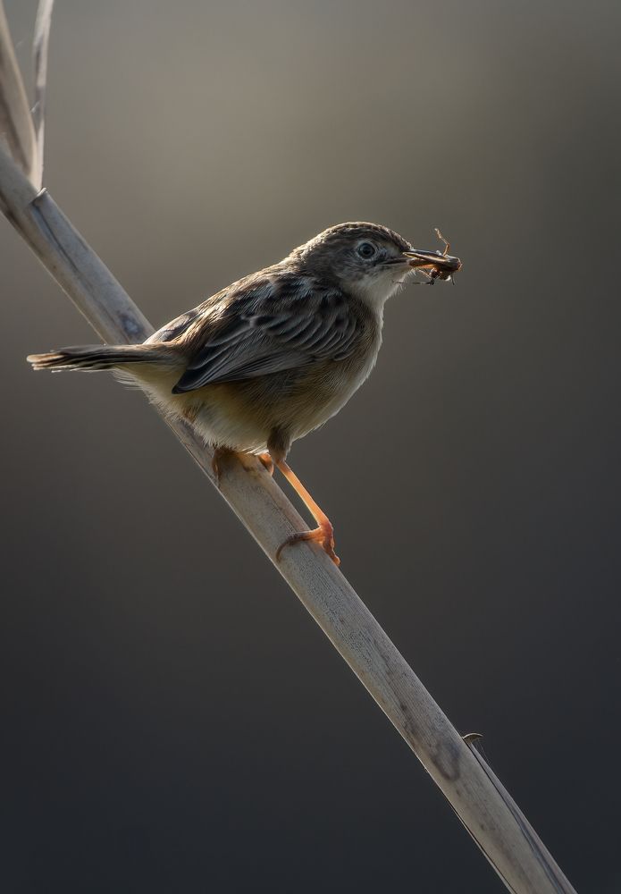 Photograph by Mohamed Haddad