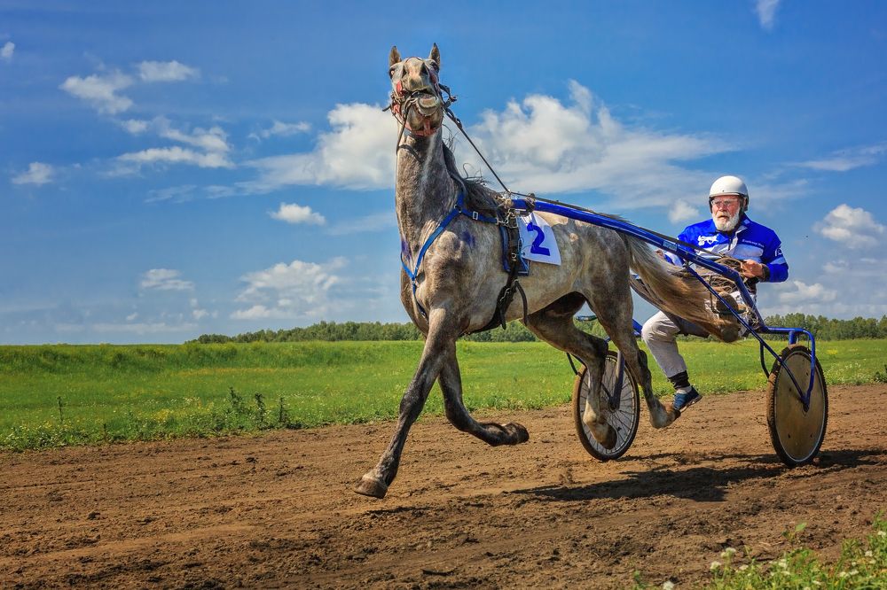 Фотография автора Галина Шепелева