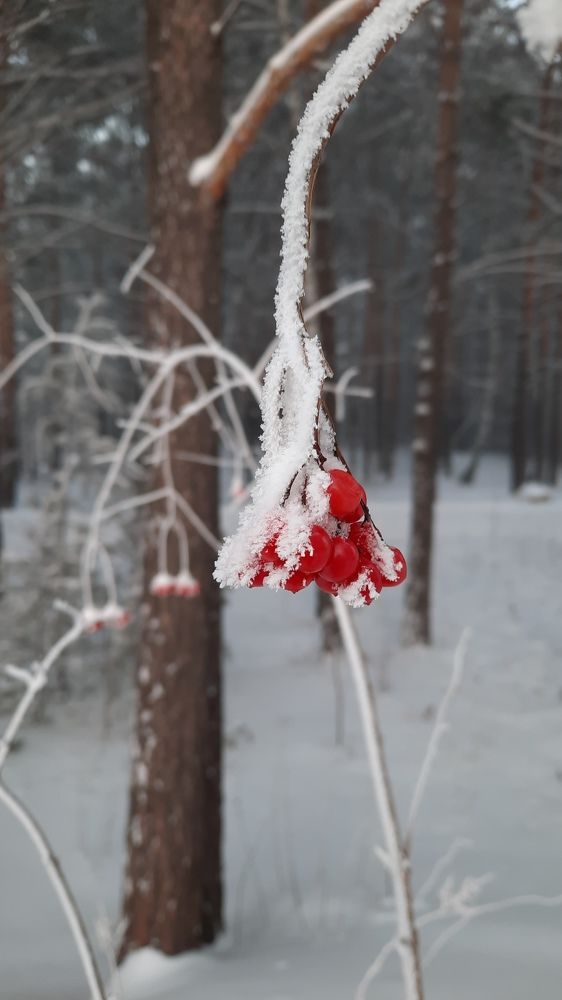 Photograph by Татьяна Тимофеева