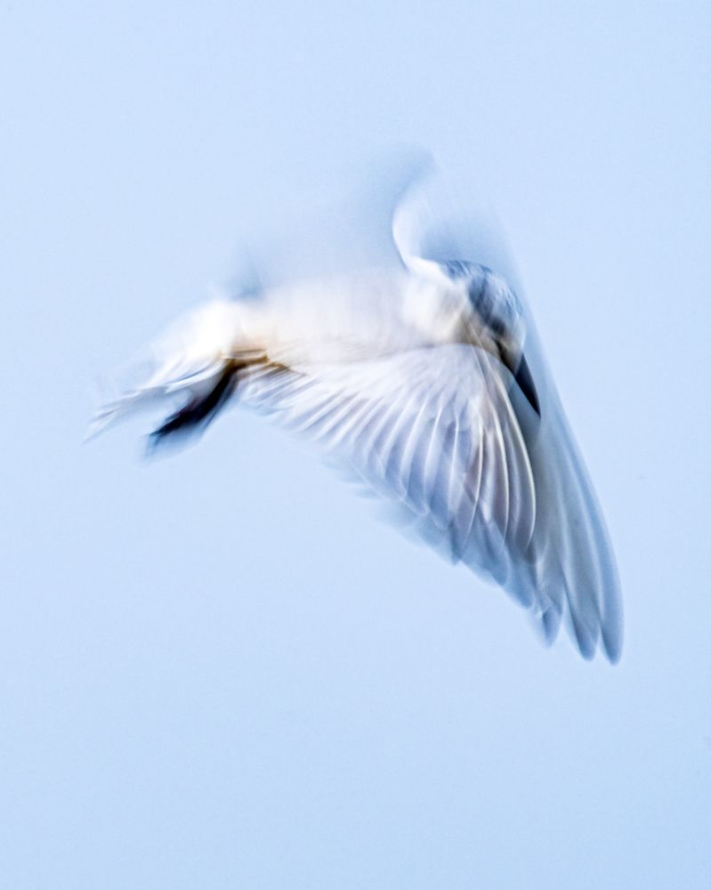 Slow mo tern