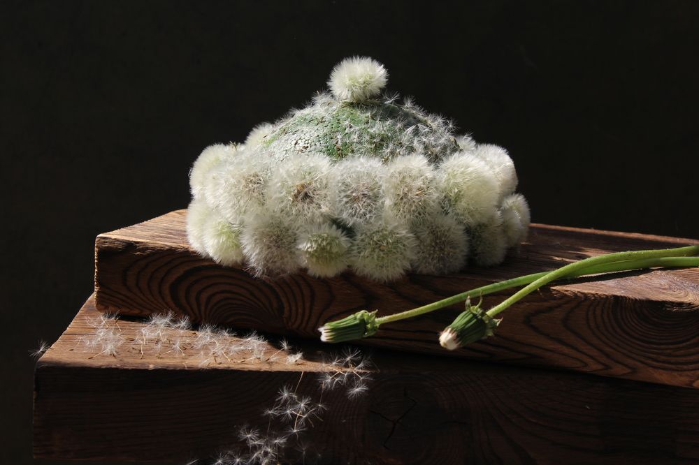 Photograph by Сироткина Нина