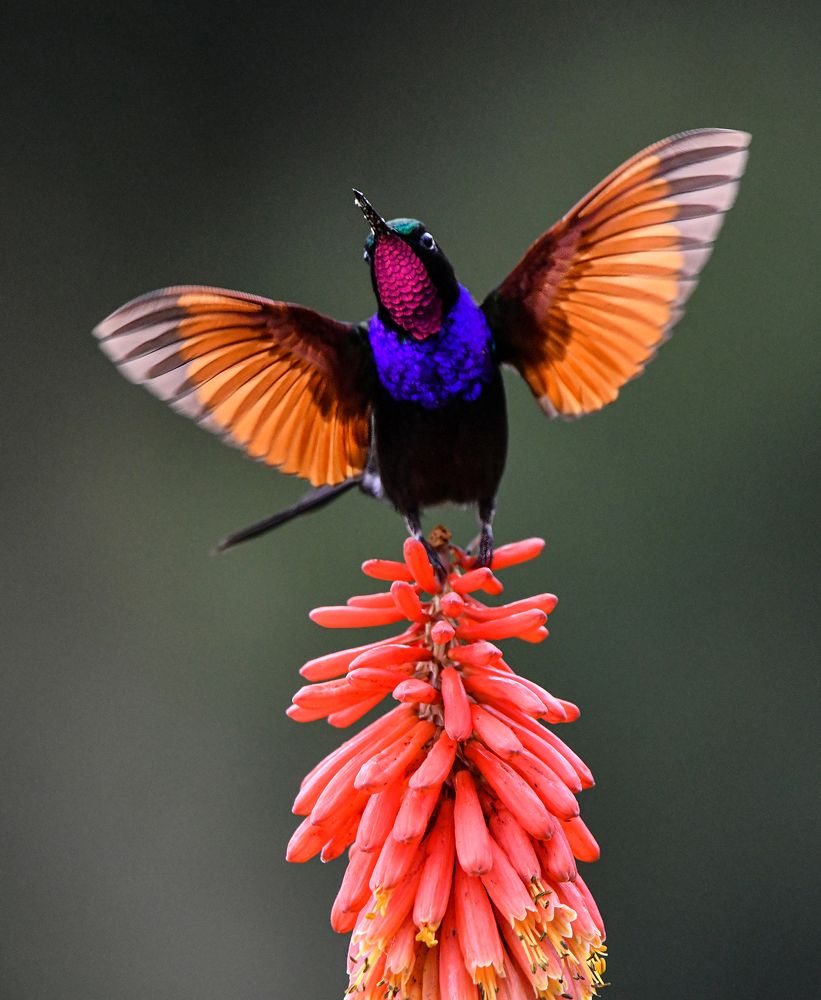 Photograph by Ricardo Ubico