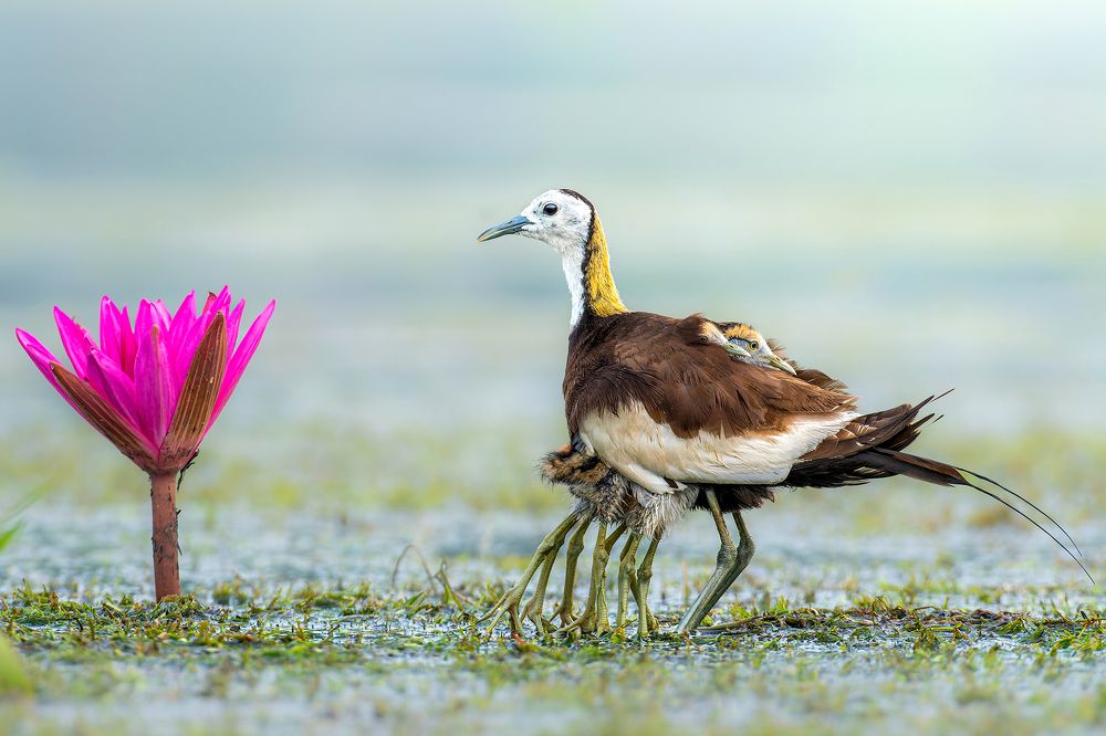 Peeping eyes of hope