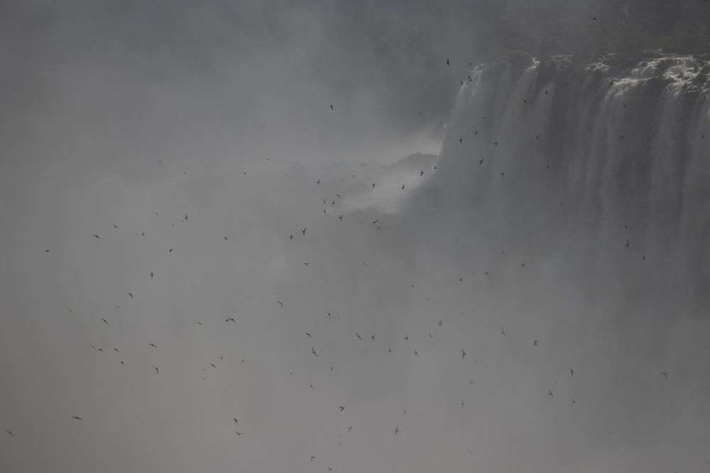 Birds in the mist